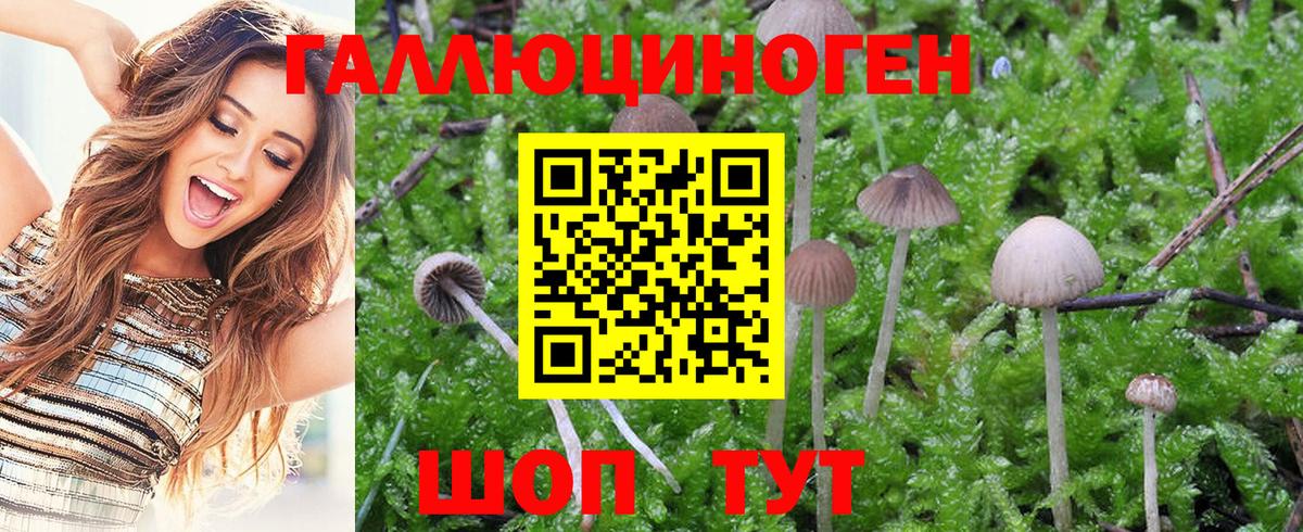 Псилоцибиновые грибы Psilocybine cubensis Кирово-Чепецк